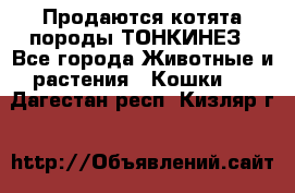 Продаются котята породы ТОНКИНЕЗ - Все города Животные и растения » Кошки   . Дагестан респ.,Кизляр г.